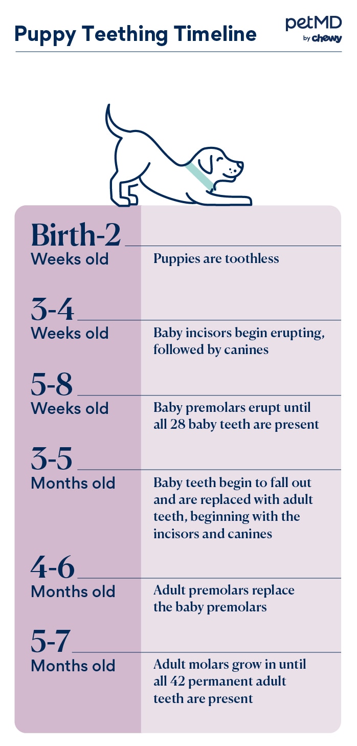 4 week hot sale old teething