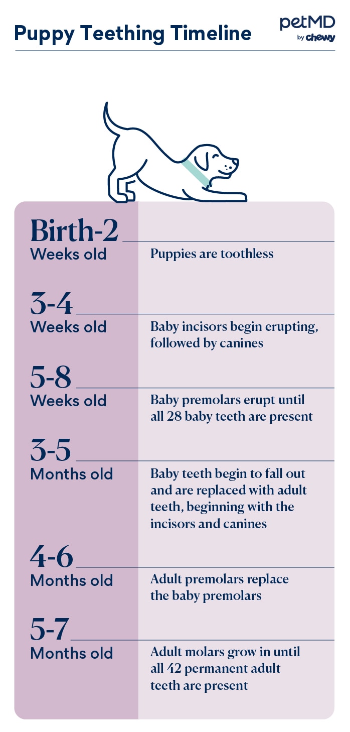 chart depicting puppy teething timeline