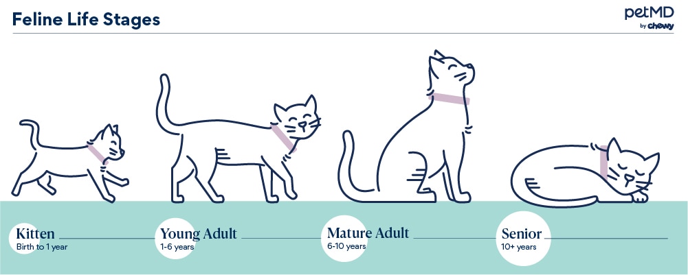 infographic depicting the lifestages of a cat from kitten to senior