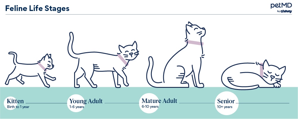 How long do cats live? Average lifespan and how to keep pets healthy.