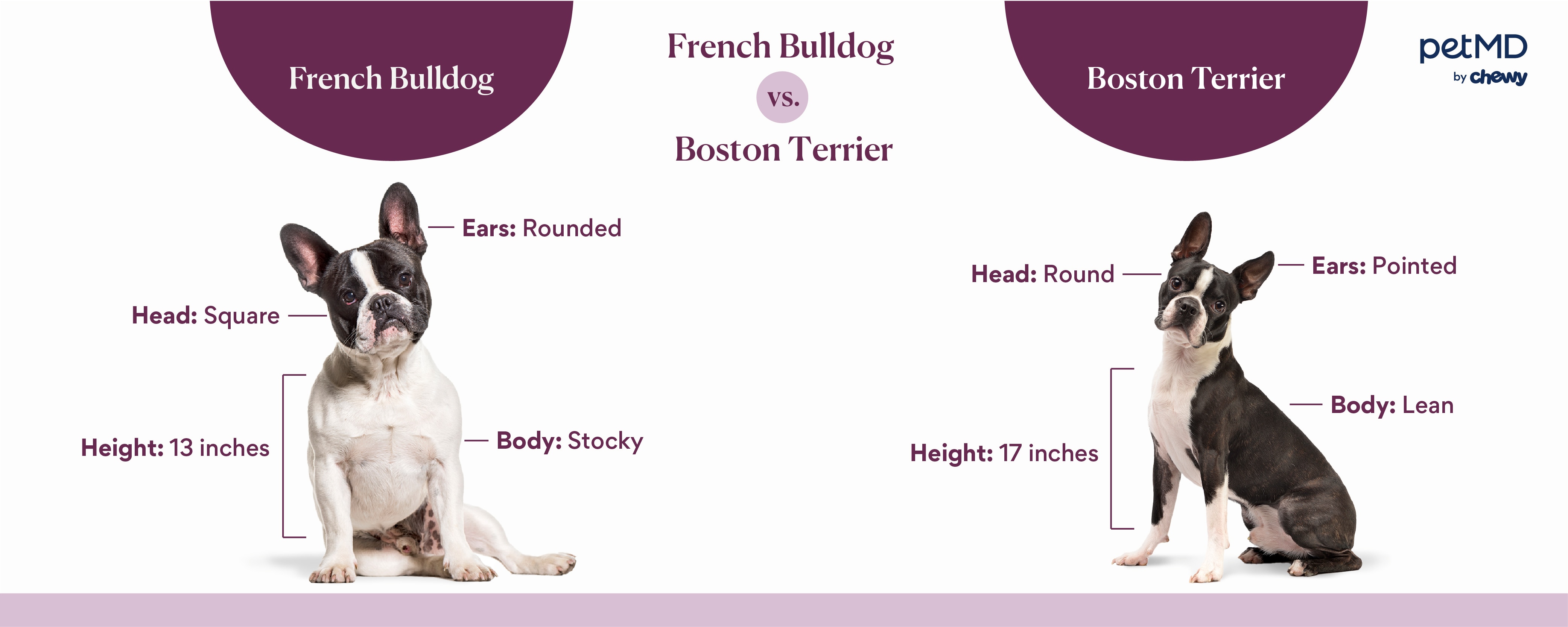 graphic illustrating the differences between french bulldog and boston terrier dog breeds