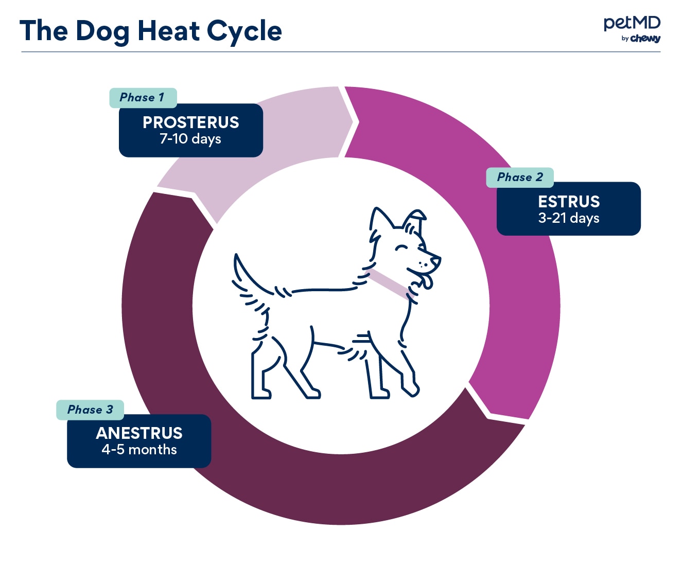 circular chart depicting the three stages of a dog's heat cycle