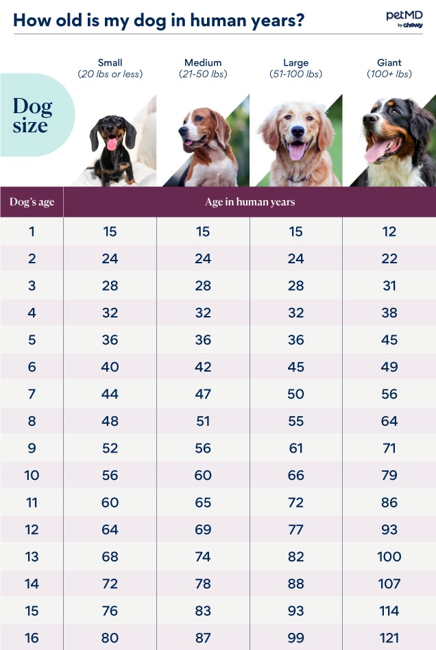 A chart showing how to convert dog years to human years.