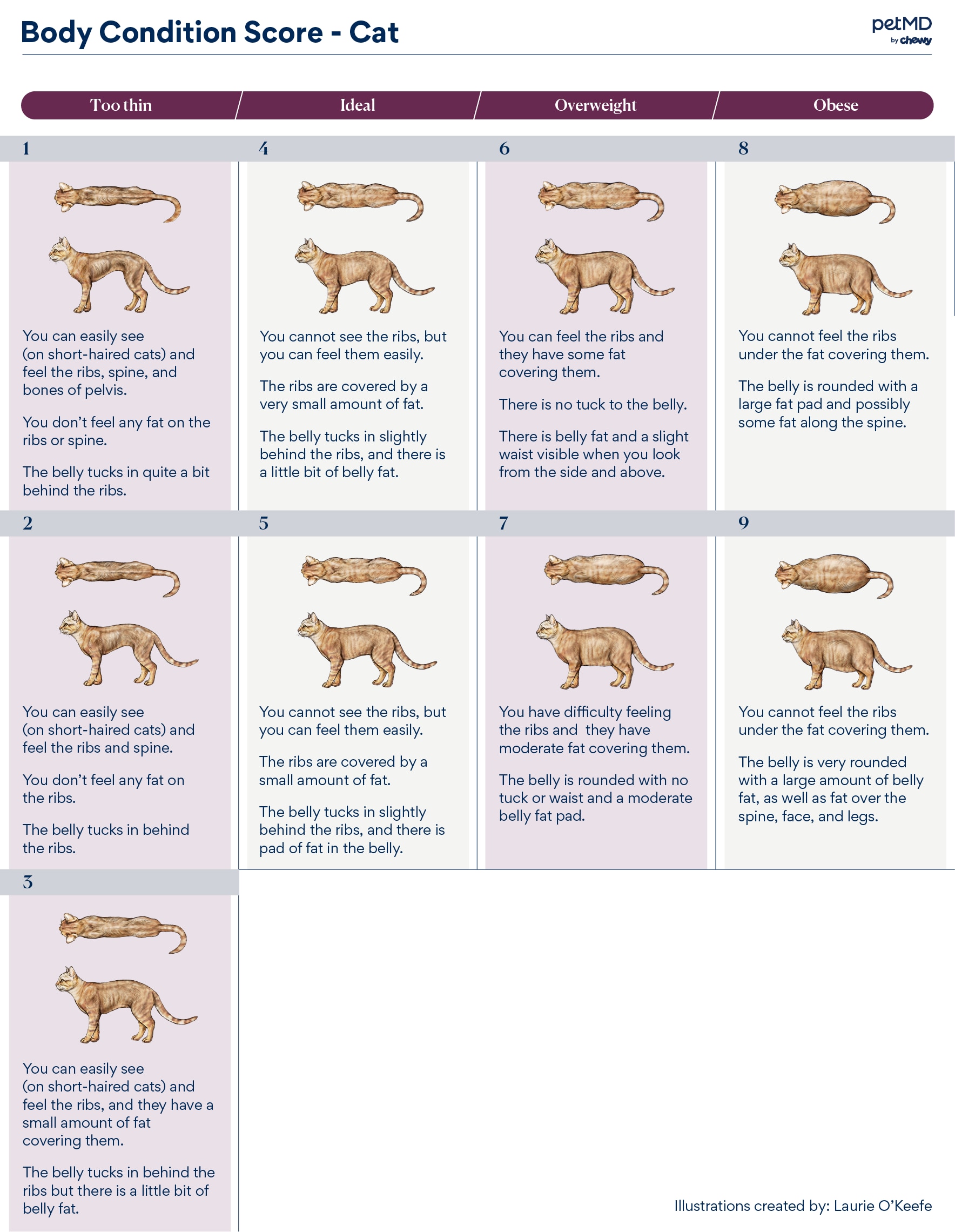 cat body condition score showing the 9-point scale
