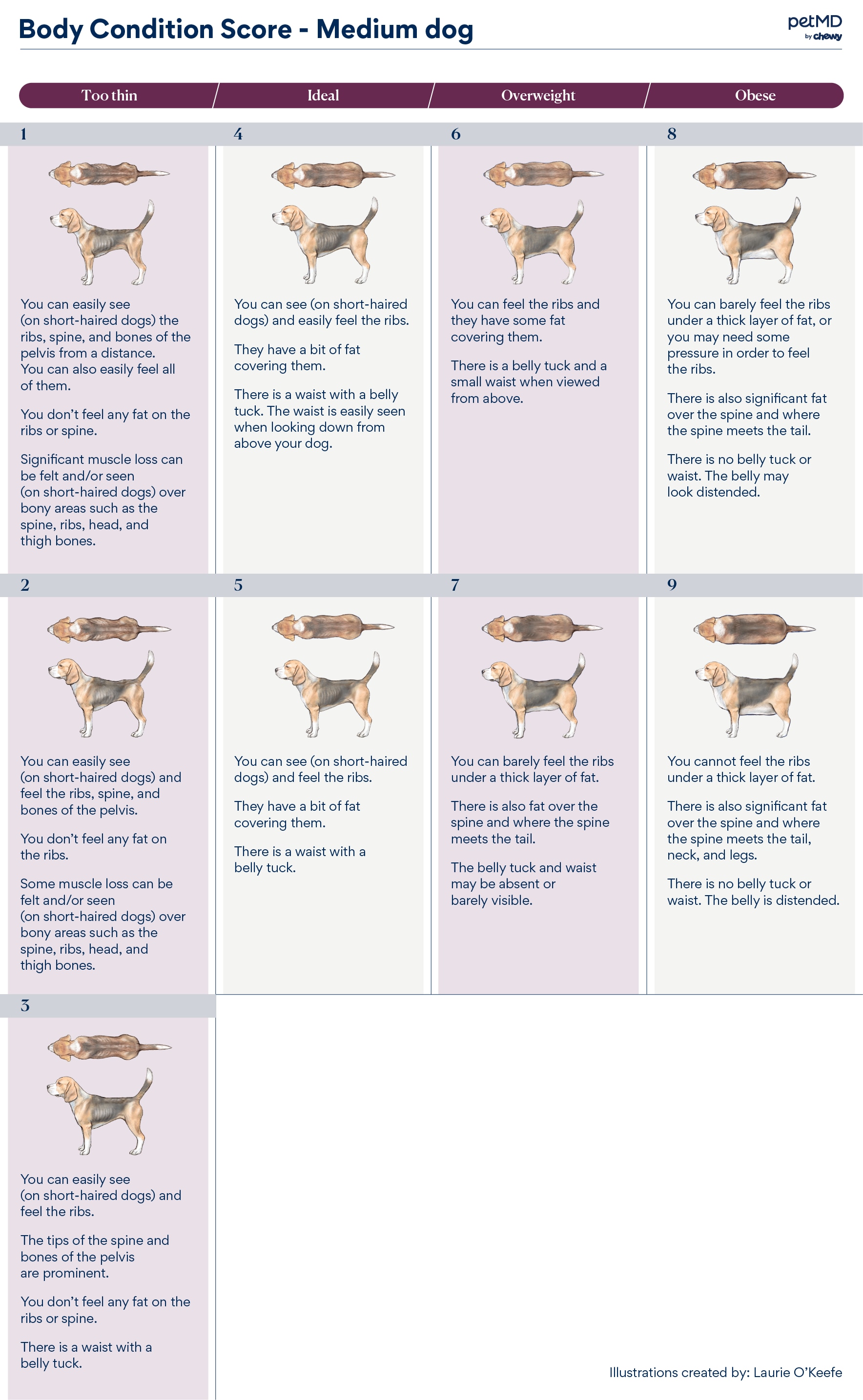 body condition score chart for medium breed dogs
