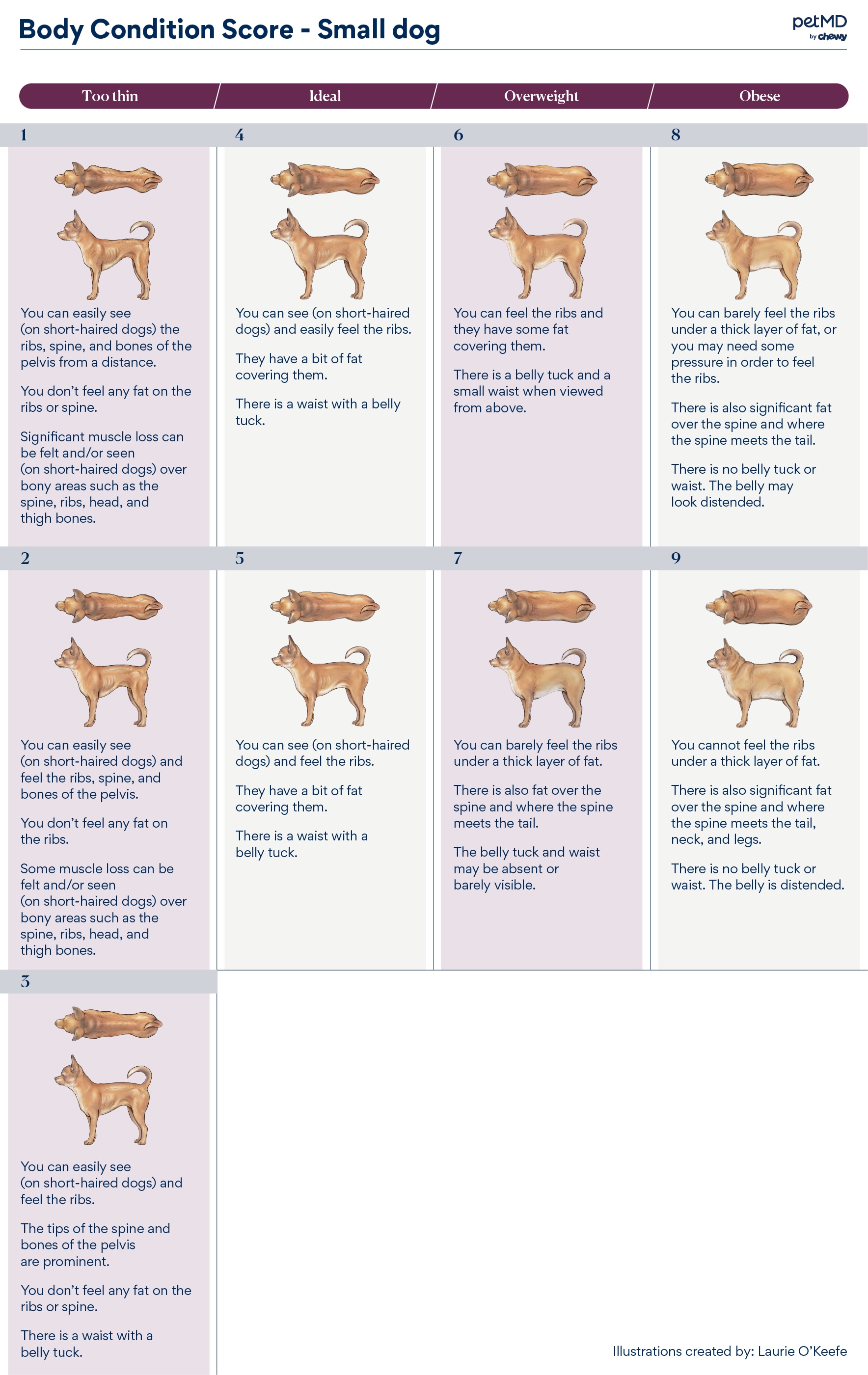 body condition score chart for small breed dogs