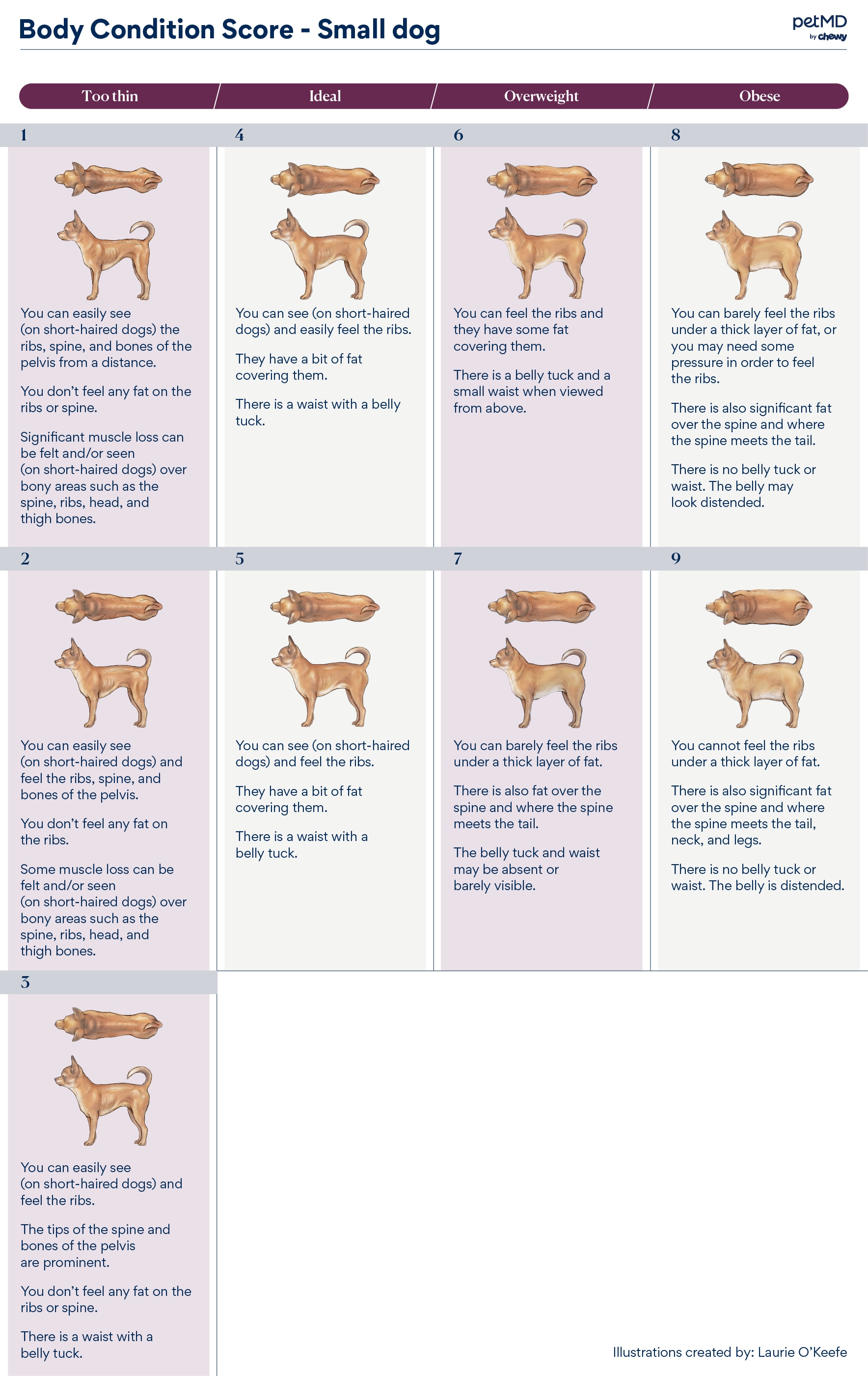 How to check your dog's body condition score 