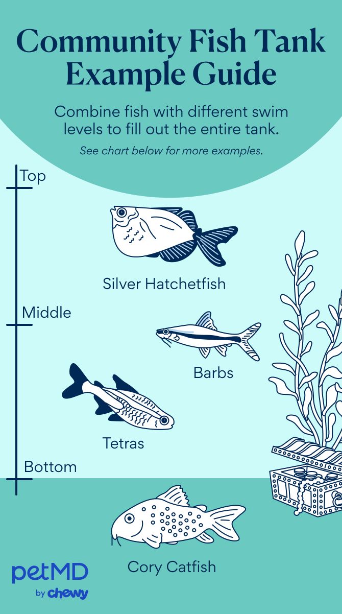 Community fish tank example