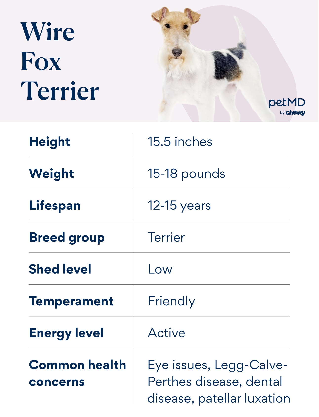 infographic of wire fox terrier breed characteristics and facts