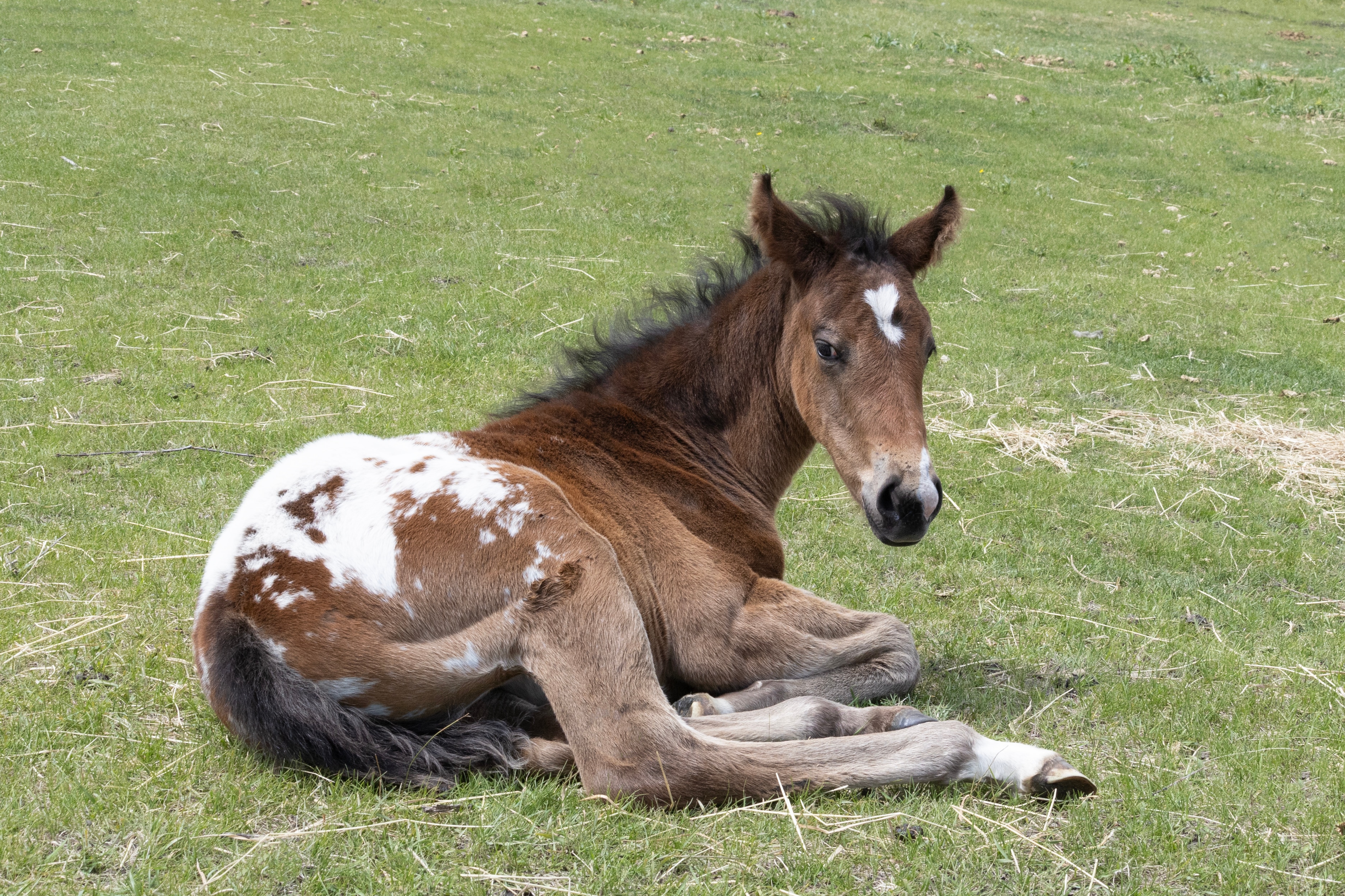 Appaloosa foal lying in grass