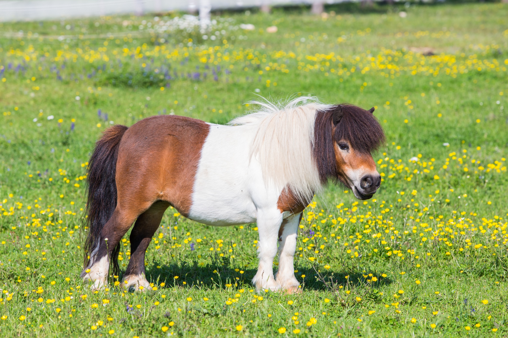 Shetland pony standing in field