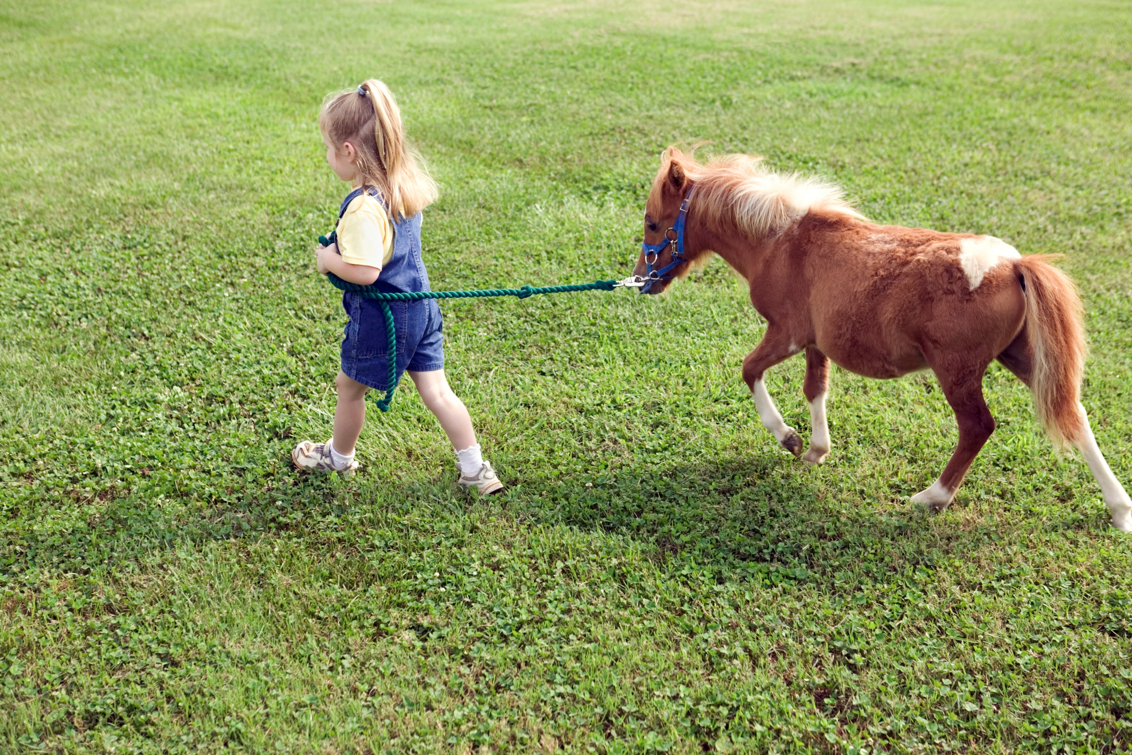 Little girl leading shetland pony