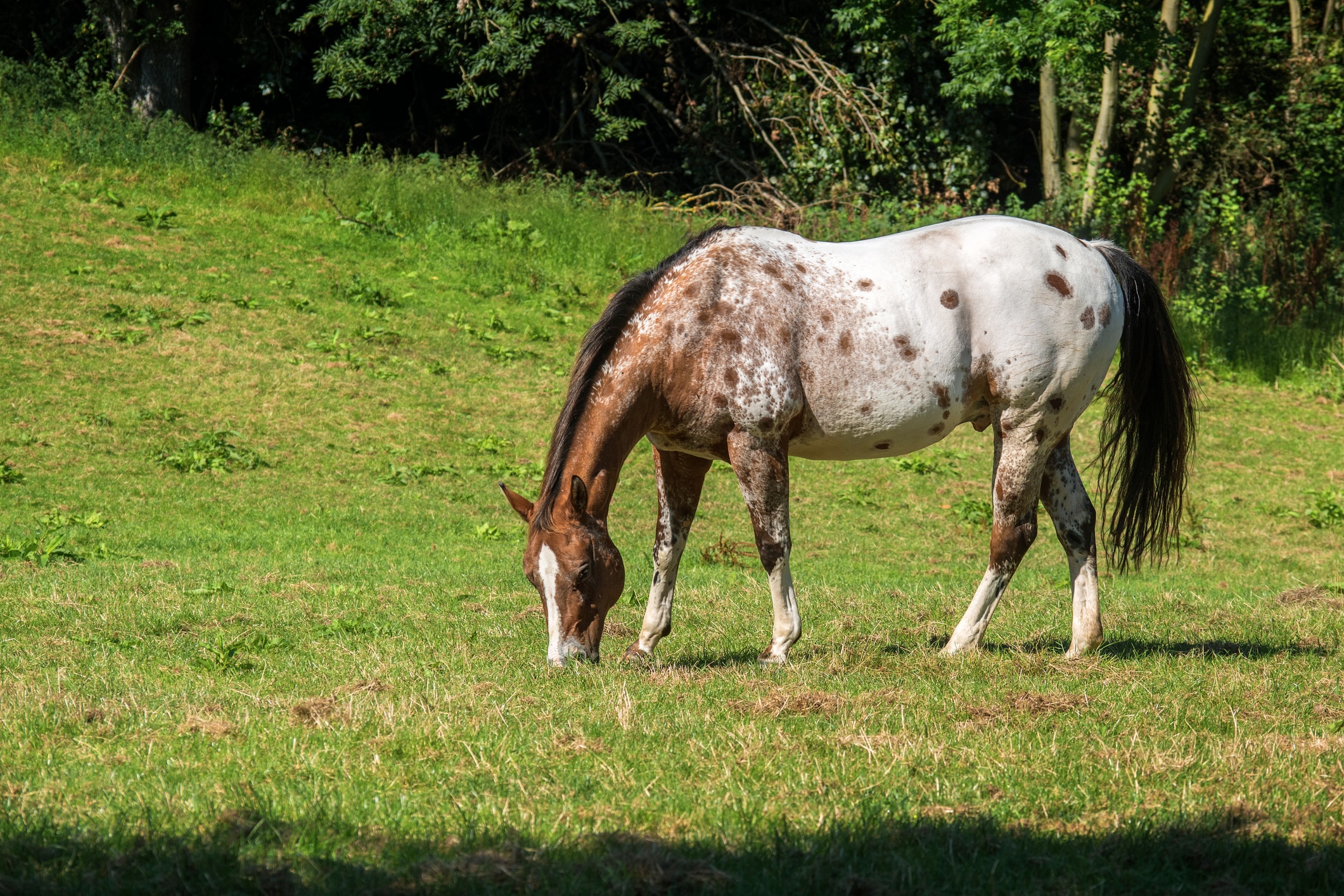 Appaloosa horse grazing on grass