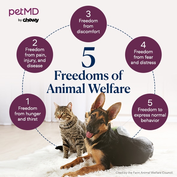 infographic detailing the five freedoms of animal wellfare with a brown tabby cat and german shepherd