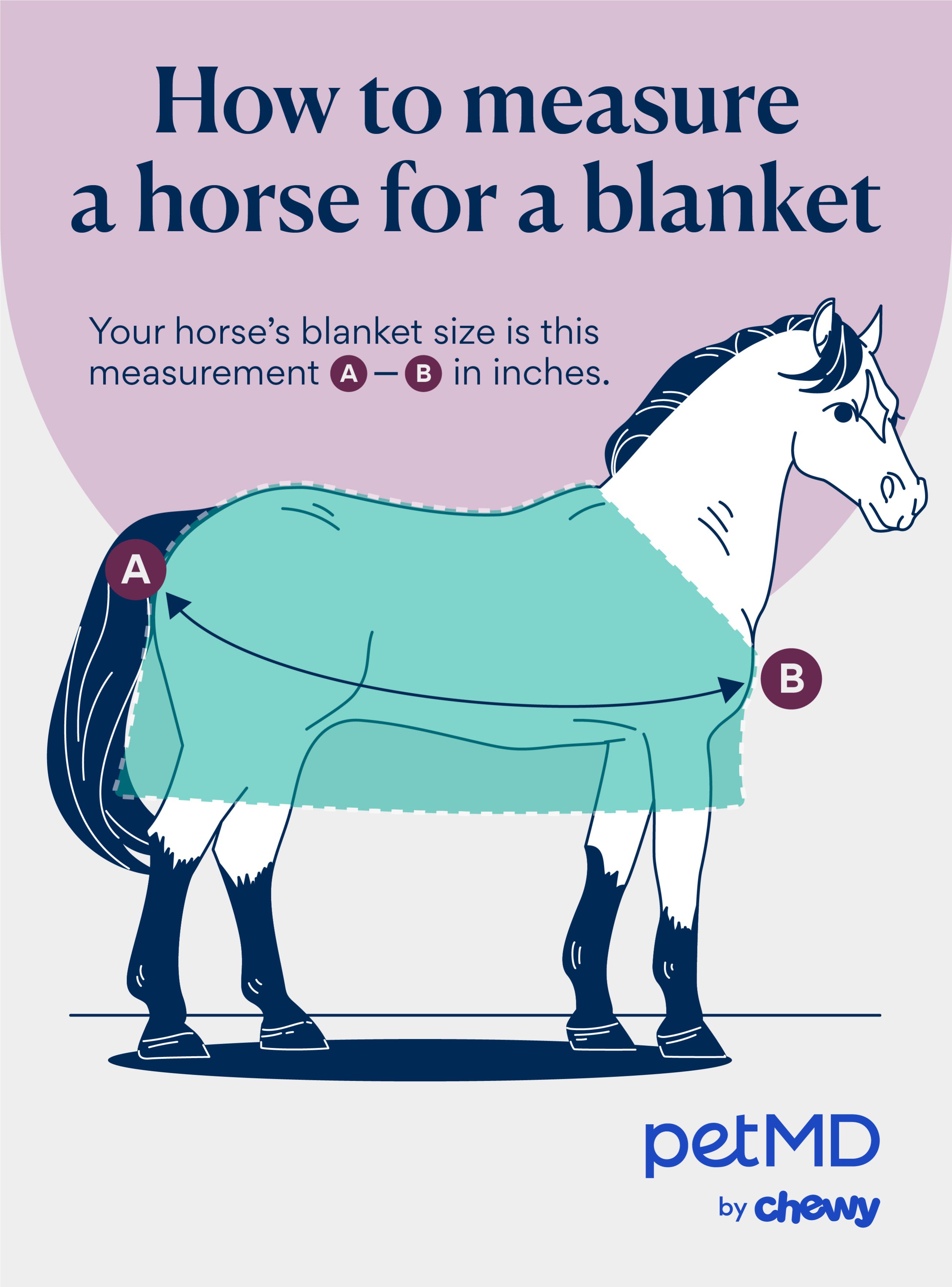 How To Measure a Horse for a Blanket