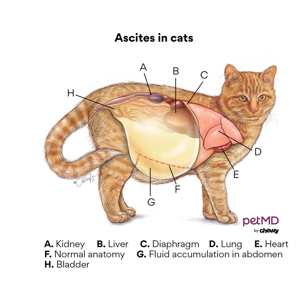 Ascites in Cats