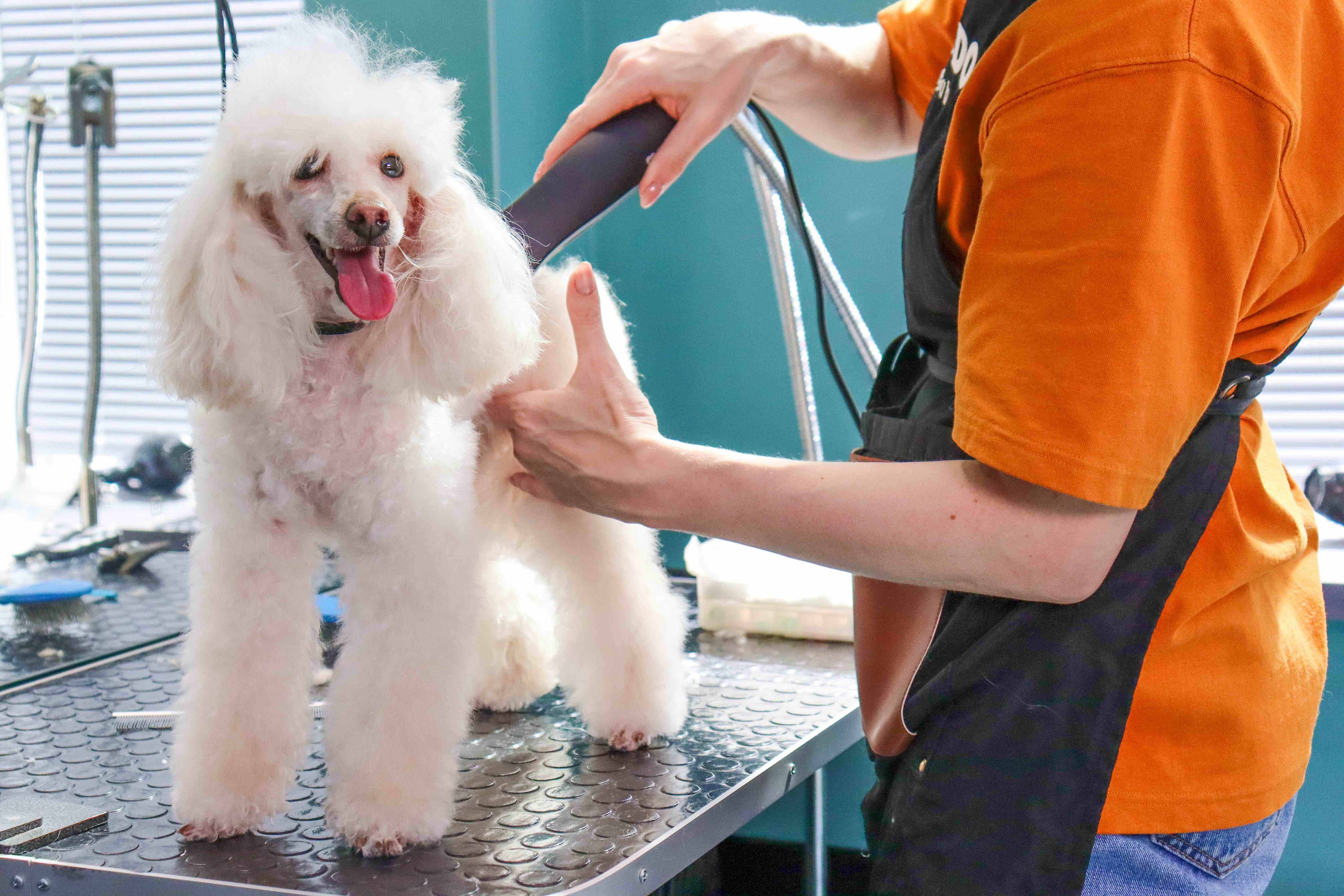 white miniature poodle at the groomer