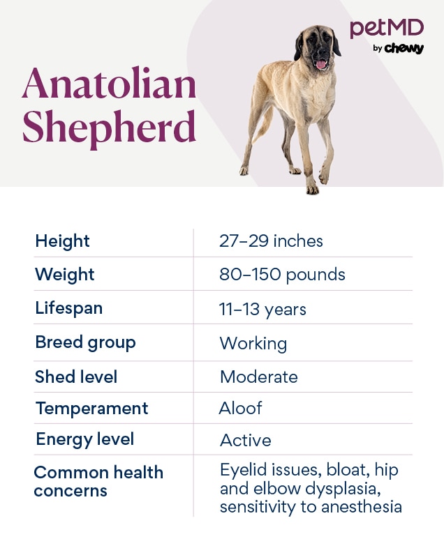 Anatolian Shepherd Dog Breed Health and Care PetMD