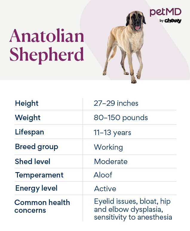 chart depicting an Anatolian Shepherd's breed characteristics