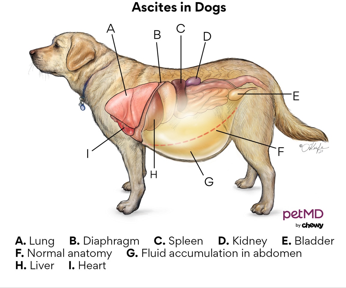 what side is a dogs stomach on