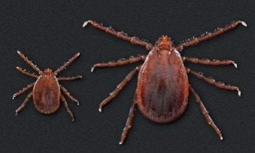 Asian Longhorned Tick