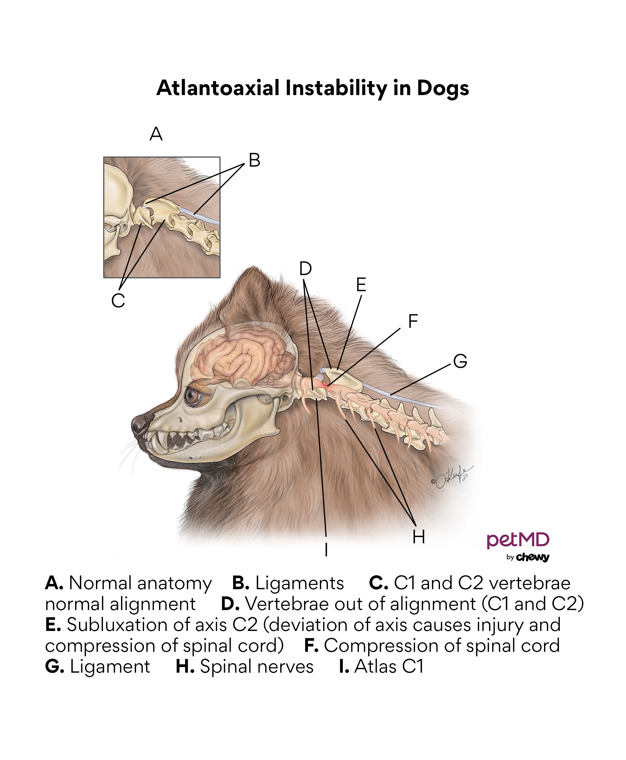 AA instability in dogs