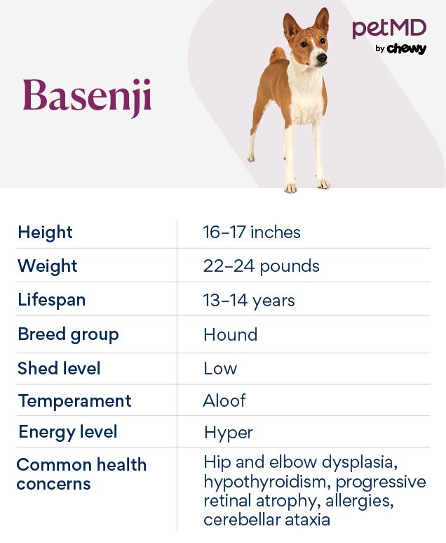 Orders basenji similar breeds