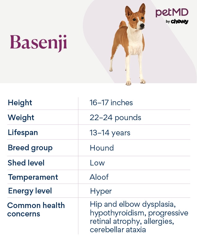 chart depicting a basenji's breed characteristics