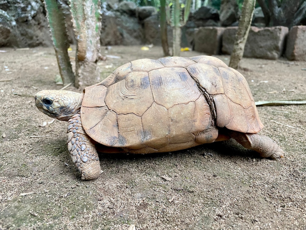 Bell's Hinge-back Tortoise