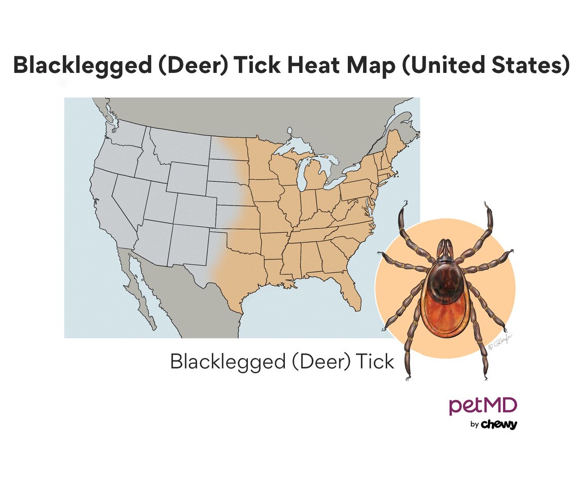 Black Legged Tick
