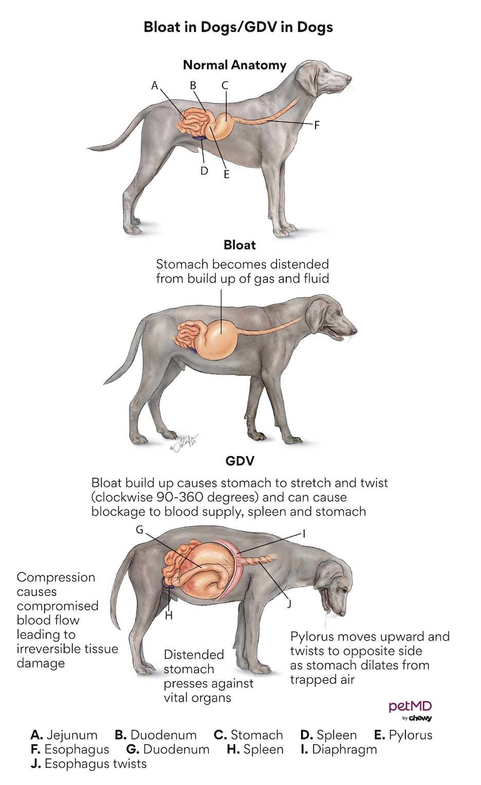 bloat in dogs gdv in dogs; a diagram of bloat/gdv in dogs.