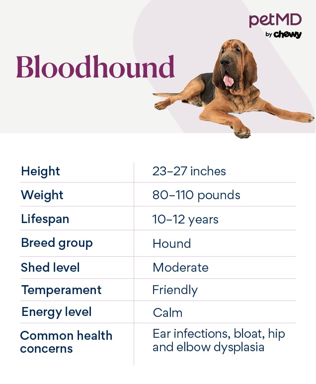 chart depicting a bloodhound dog's breed characteristics