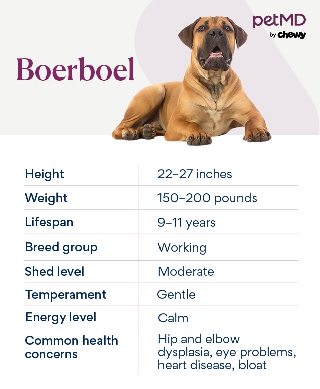 chart depicting a Boerboel's breed characteristics