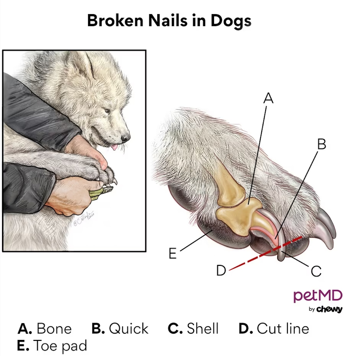 Understanding dog nail anatomy and broken nails in dogs is a part of first aid for a broken dog's nail.