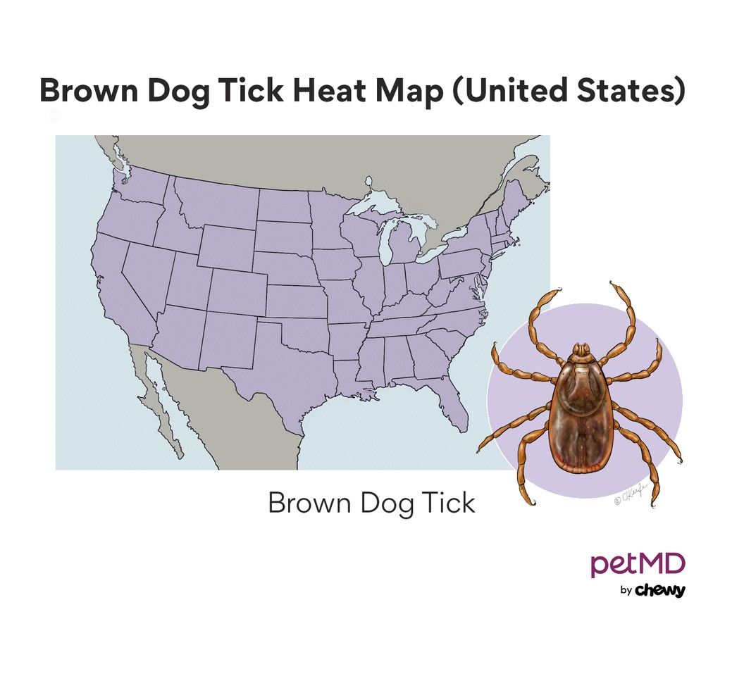 Brown Dog Tick