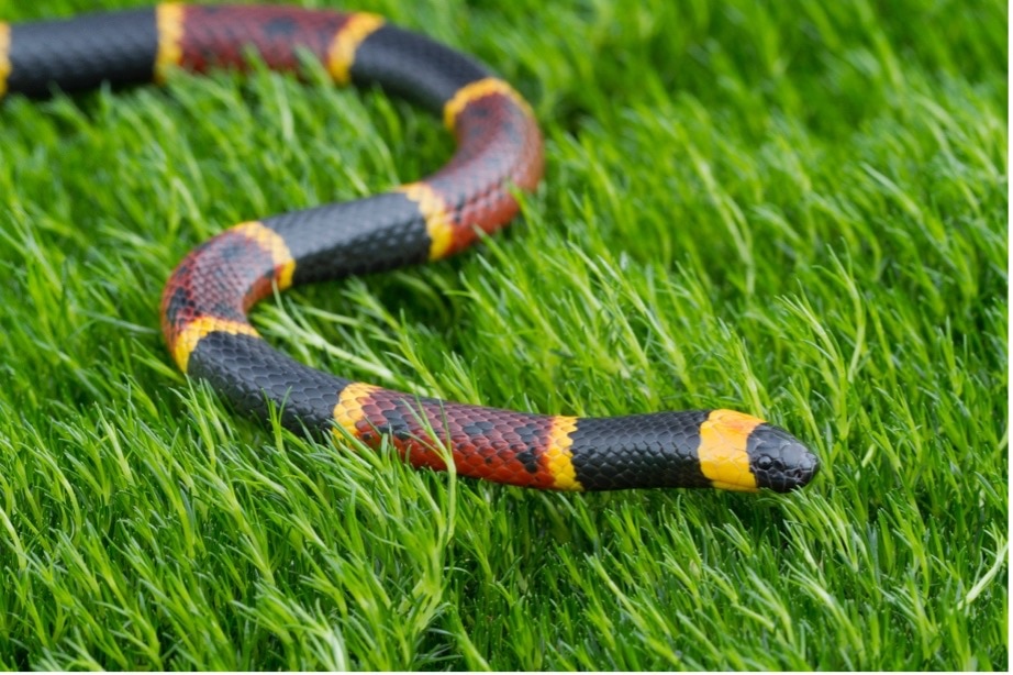 coral-snake-in-grass