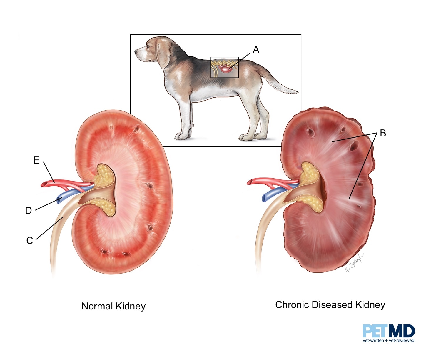 can vetmedin cause kidney failure in dogs