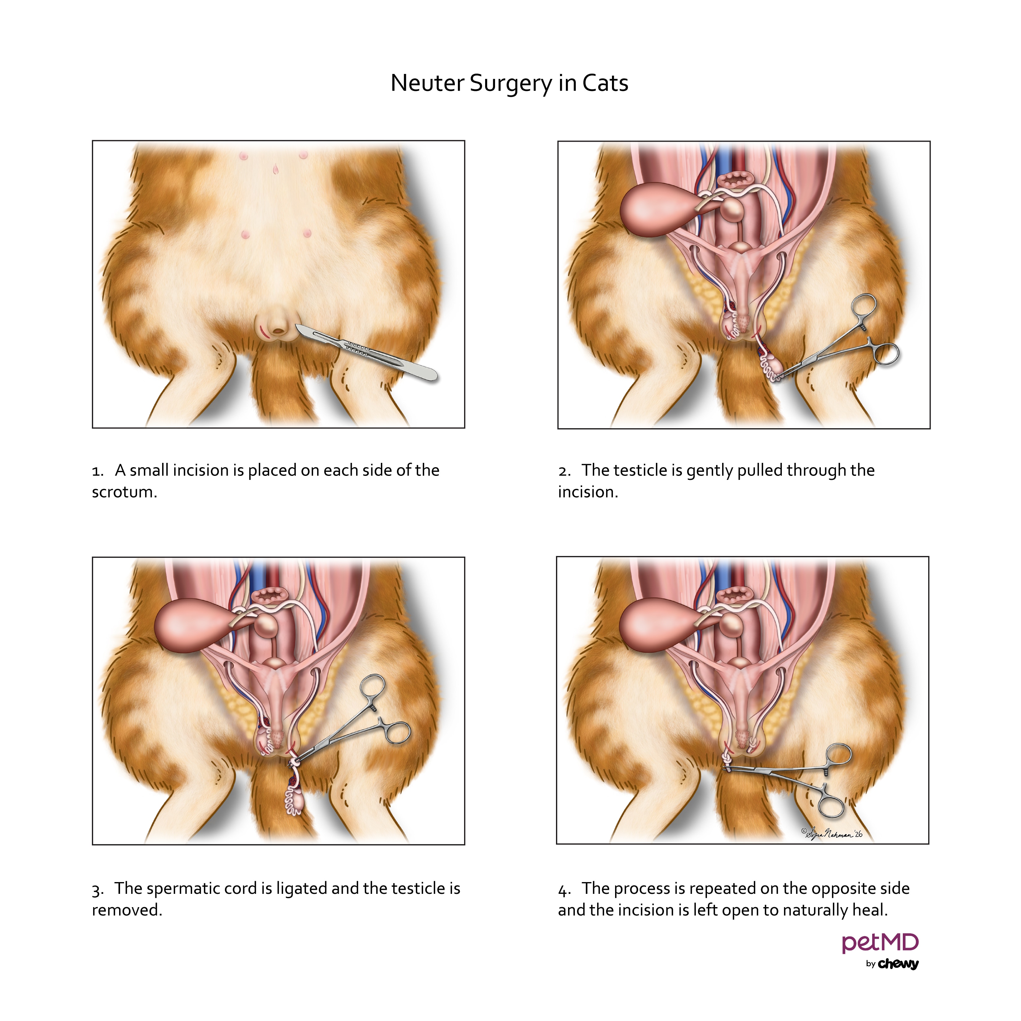 cat neuter procedure; a cat neuter procedure is performed by a veterinarian in this diagram.