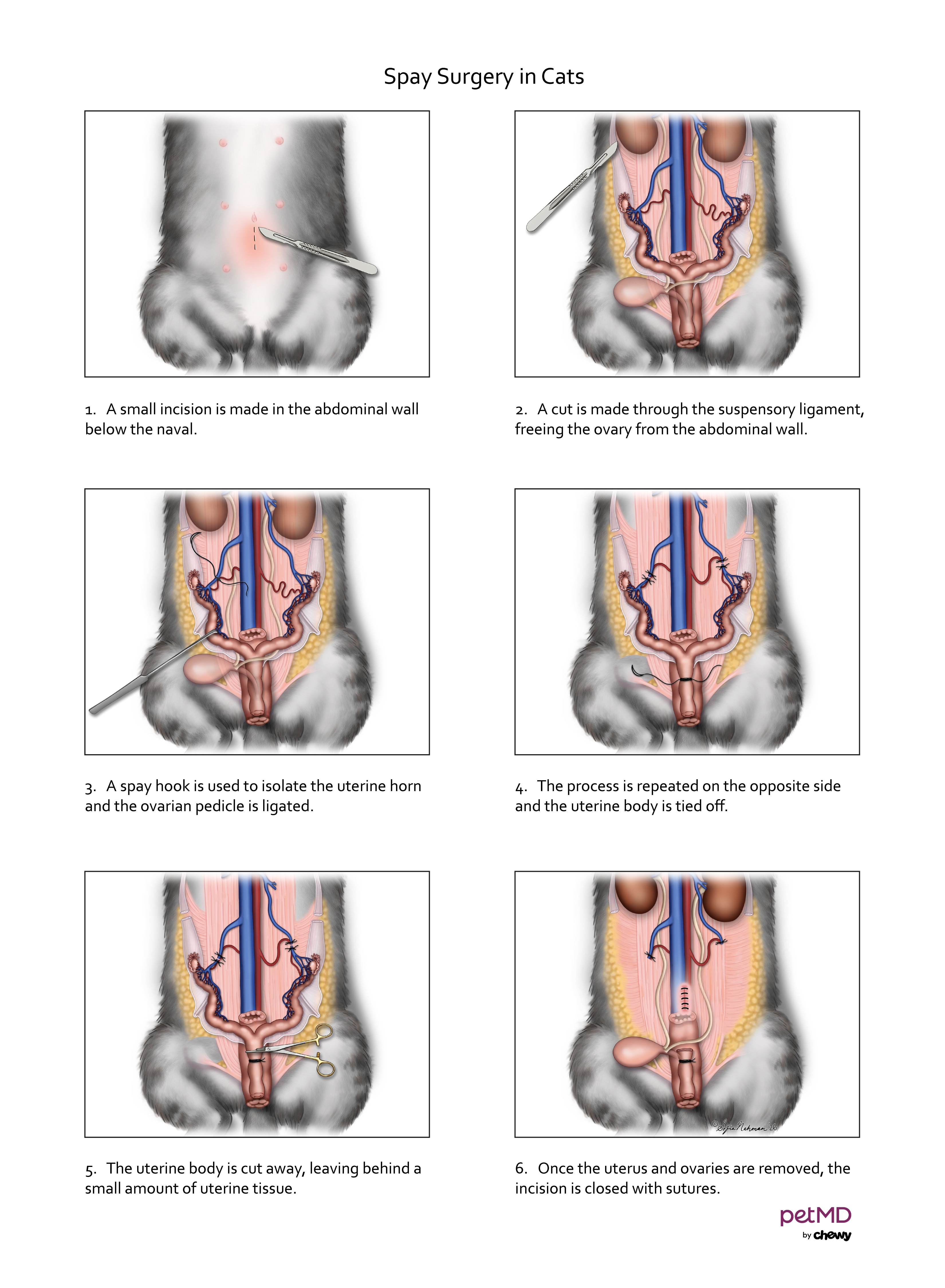 cat spay procedure; a diagram of how a cat spay is performed by a veterinarian.