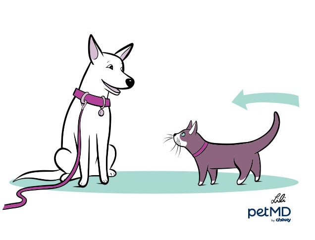 illustration of a dog and cat meeting each other and displaying positive body language
