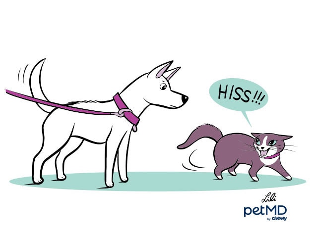 illustration of a dog and cat meeting each other and displaying negative body language