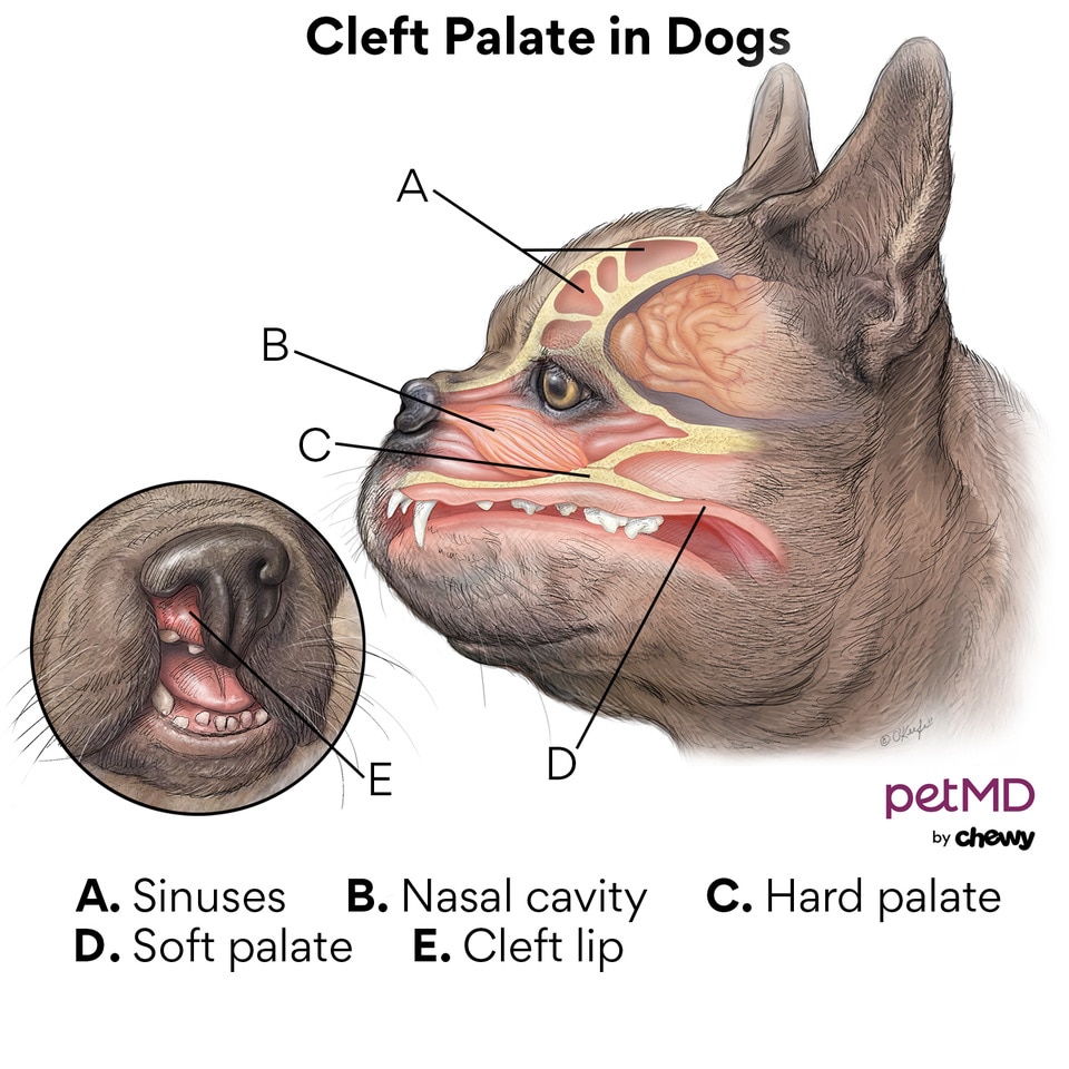 Dog cleft palate