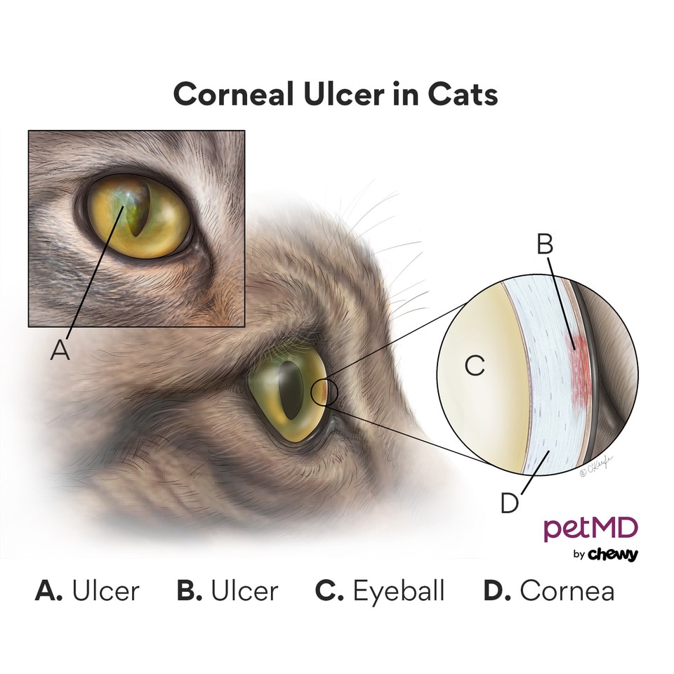 Corneal Ulcer in Cats
