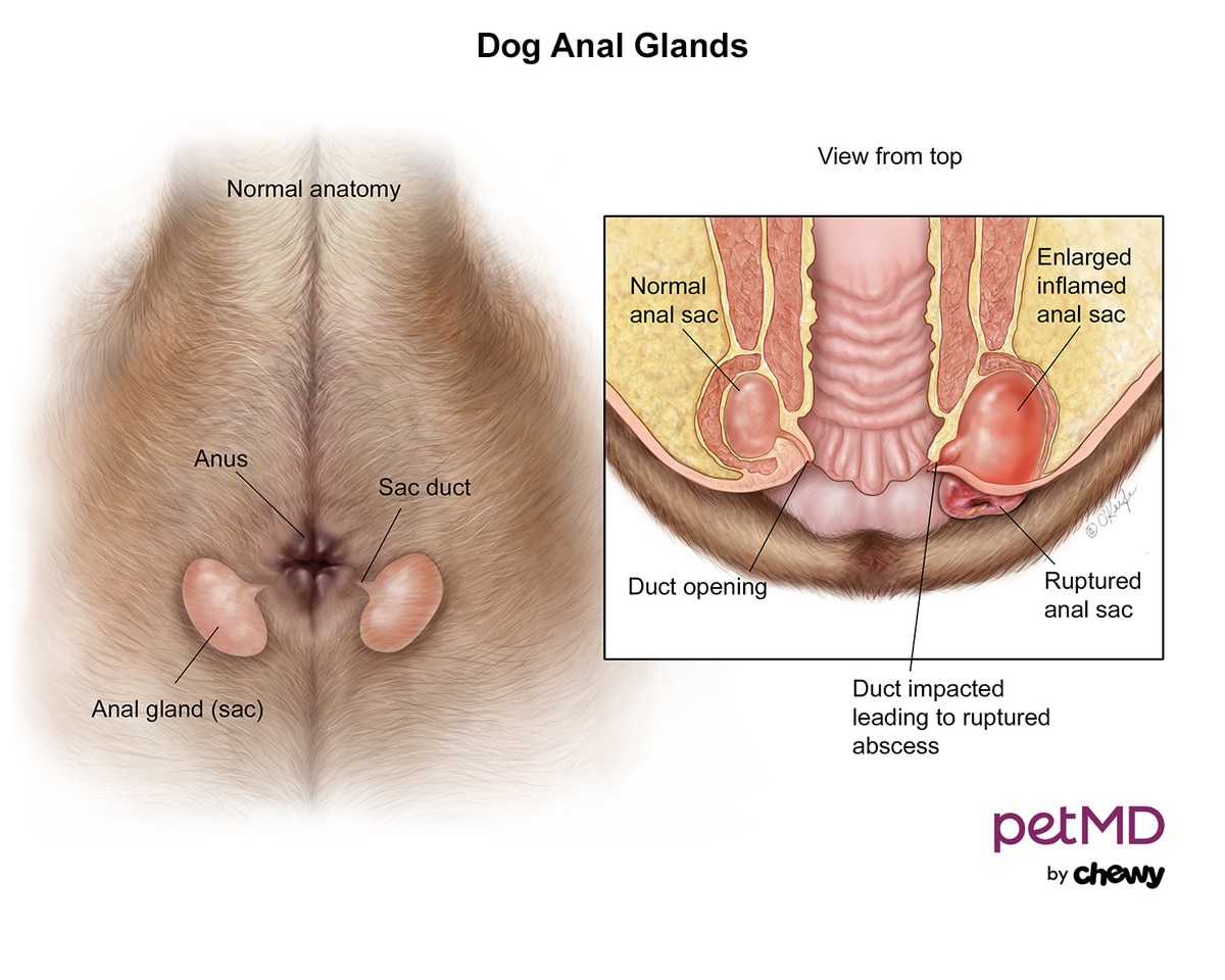 Dog anal glands