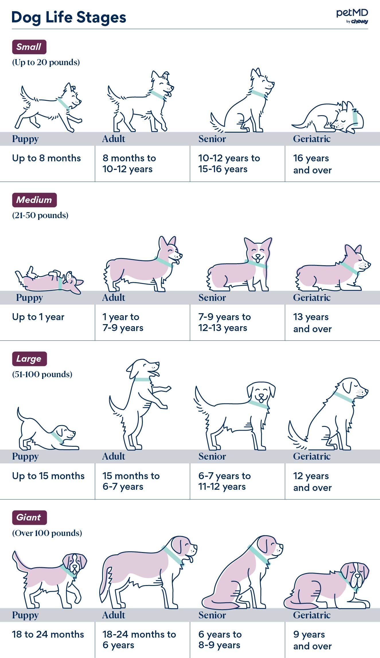 Is Your Dog 7 Years or Older? 6 Things to Start Doing Today