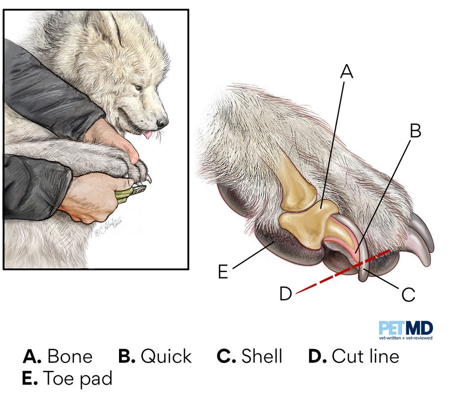 Broken, Bleeding, Split, or Cracked Nails in Dogs | PetMD Broken, Bleeding, Split, or Cracked Nails in Dogs | PetMD