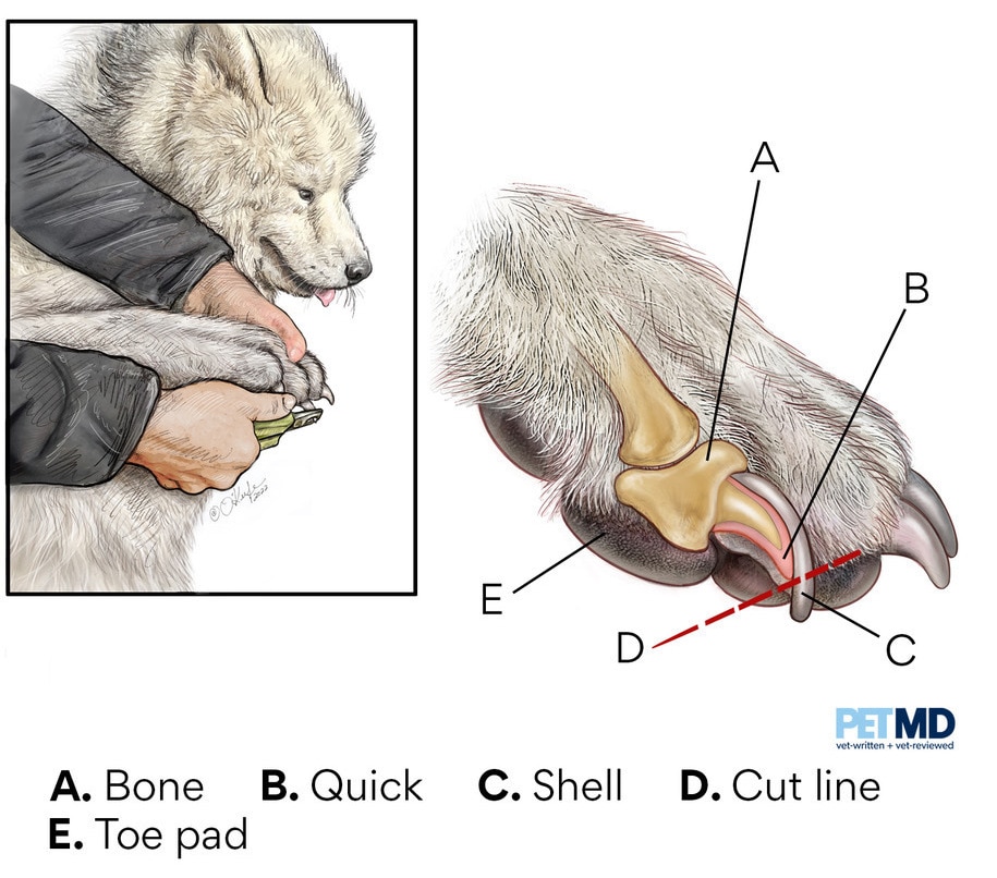 will a dogs cracked nail heal on its own