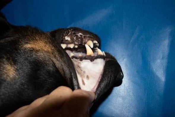 A dog with pale gums