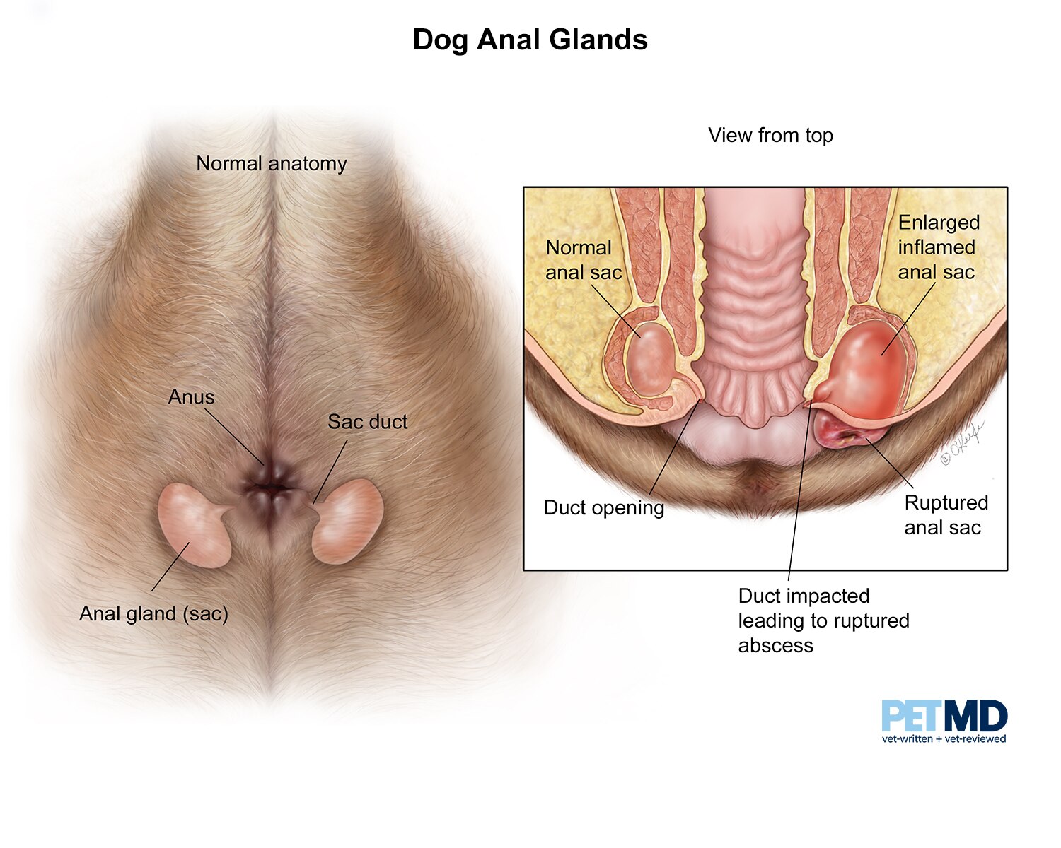 Anal movement of two pairs