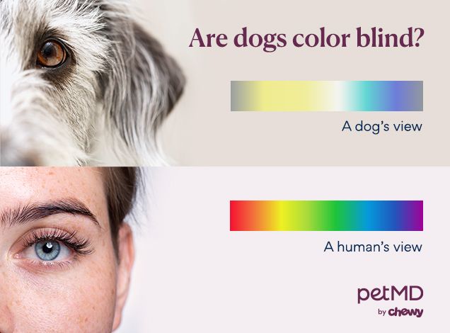 color-comparison-chart-between-humans-and-dogs
